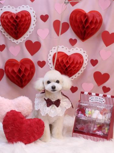 20240212ポコちゃん